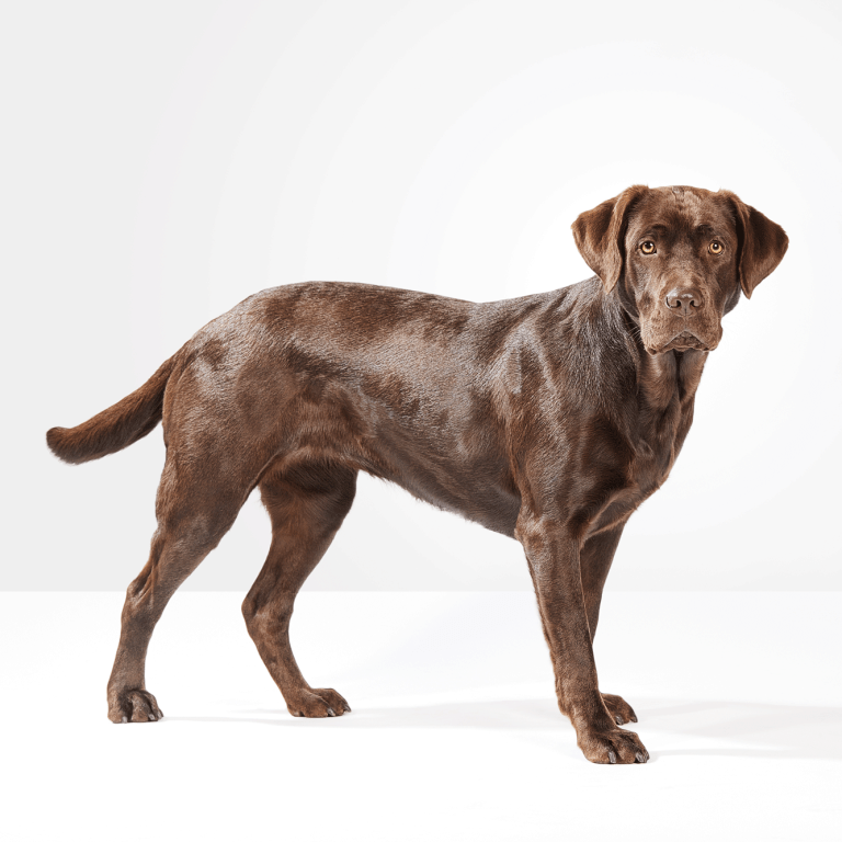 Dog standing