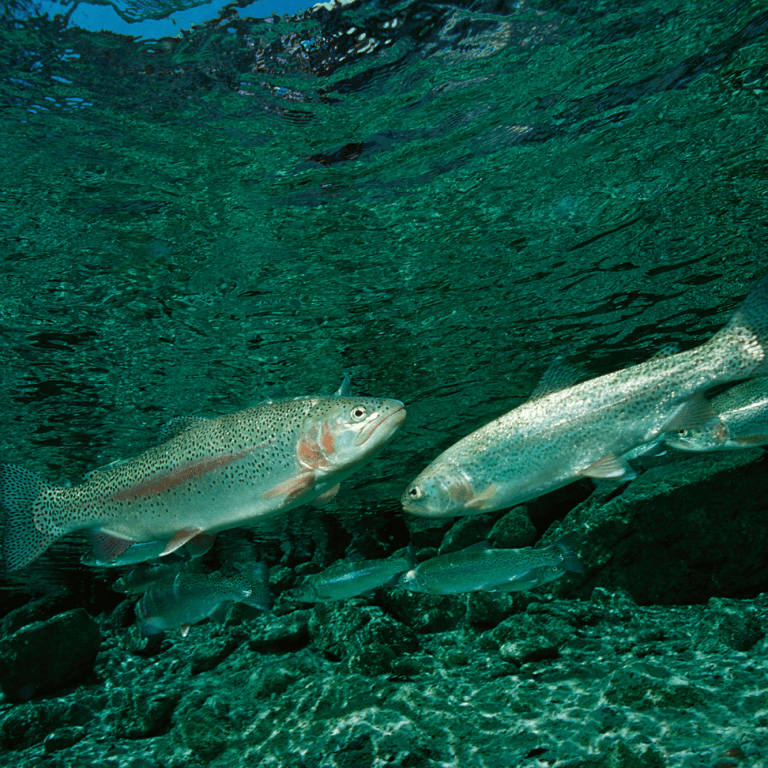 Fish swimming