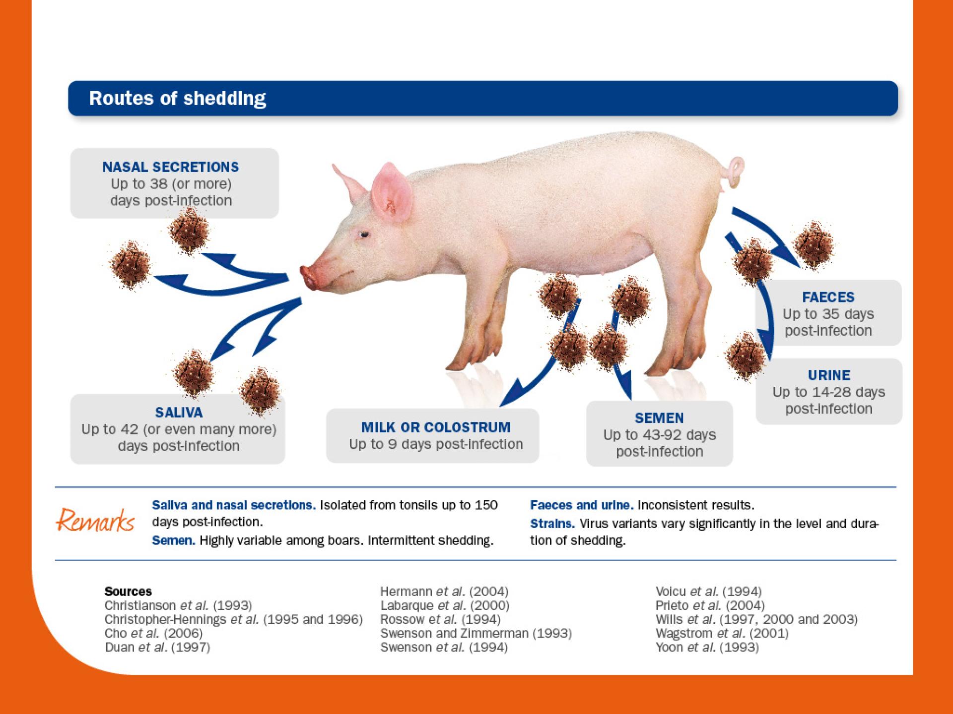 routes of sheeding prrs
