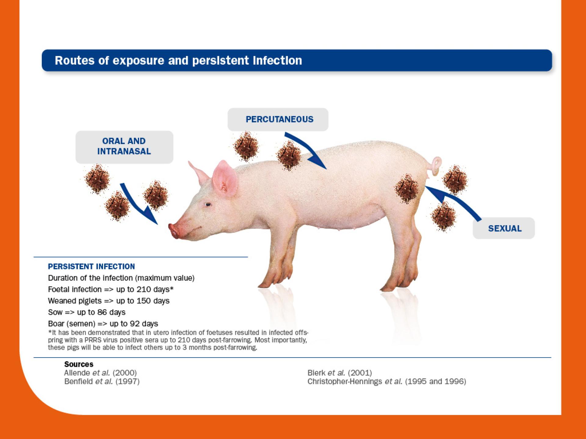 persistent infection prrs