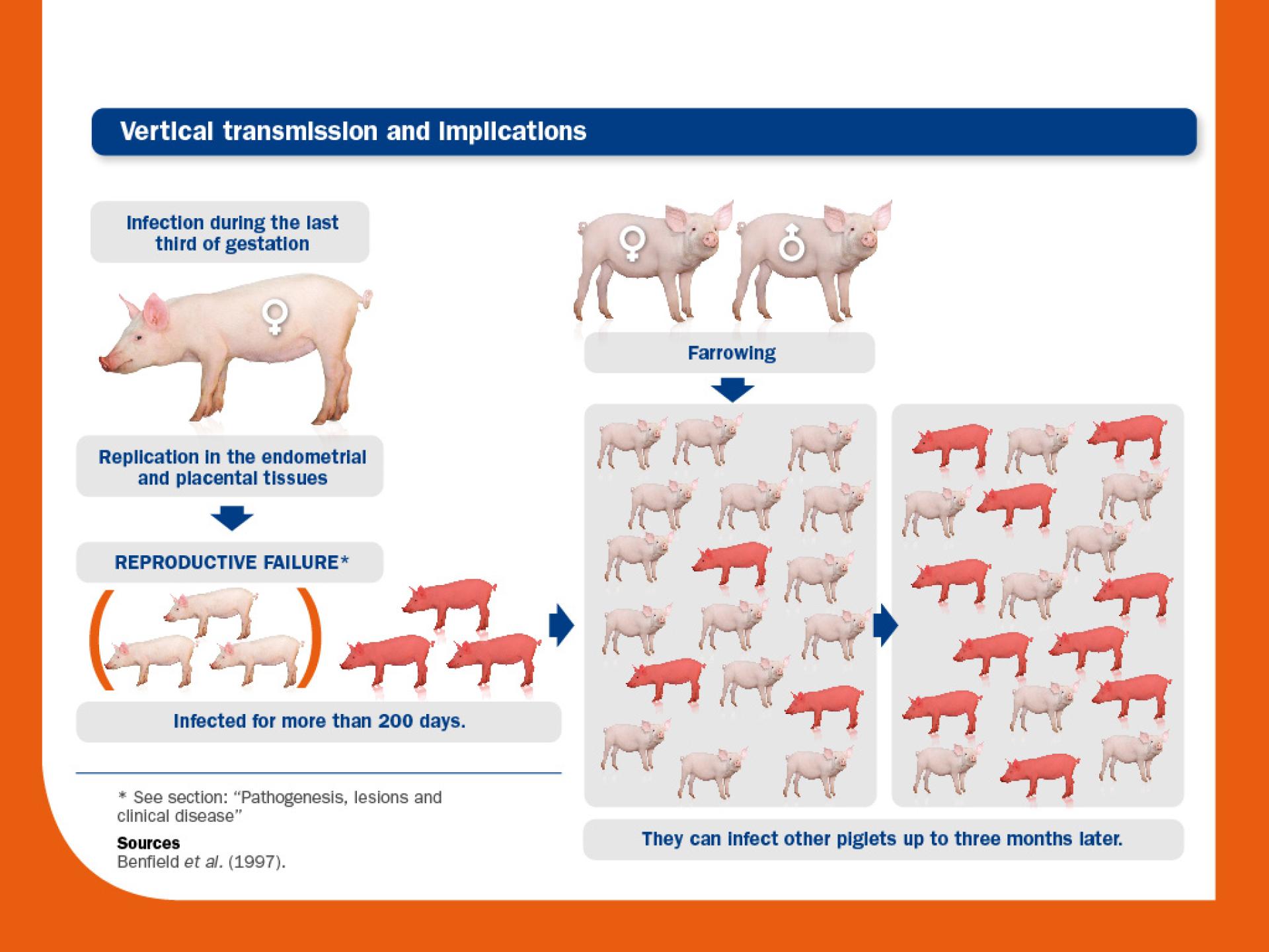 vertical transmission