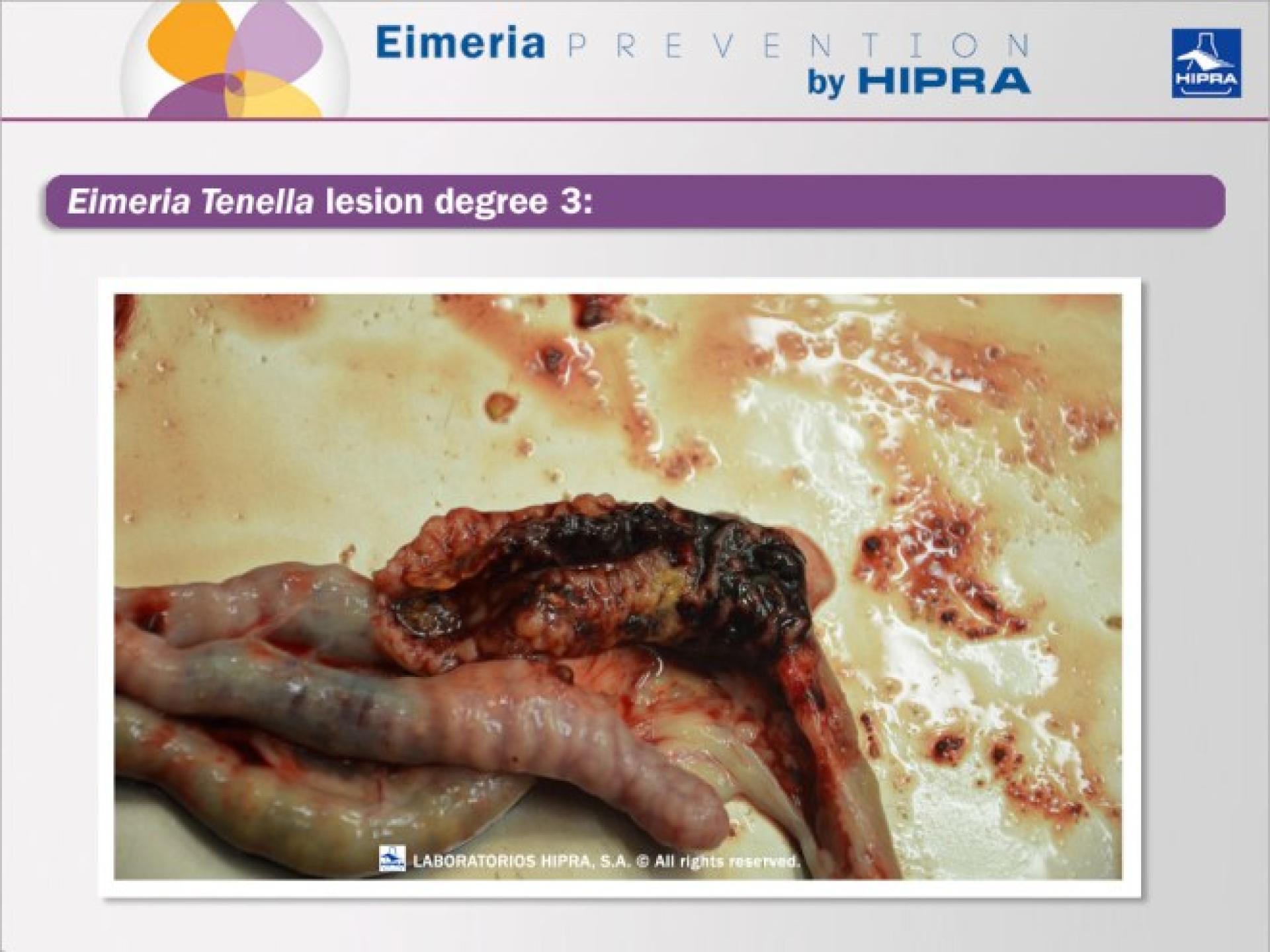 E-Tenella-23-Junio-B