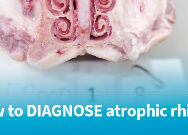 Banners-1stPage-RHINITIS-3B