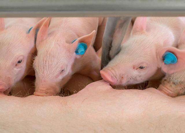 reduction-of-viremia-and-PRRSv-secretion-in-piglets