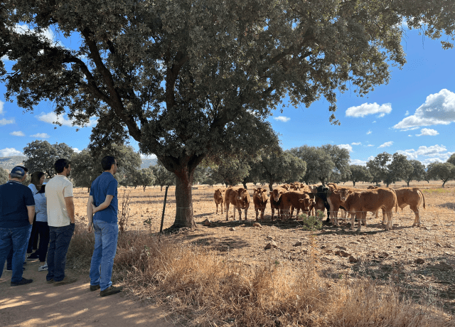 Master HIPRA Ruminants