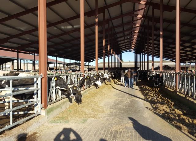 Curso de Experto en Sanidad Bovina (II)