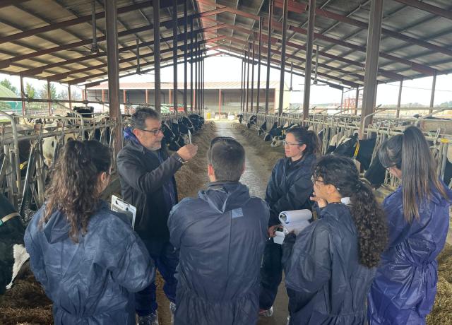 curso experto sanidad bovina