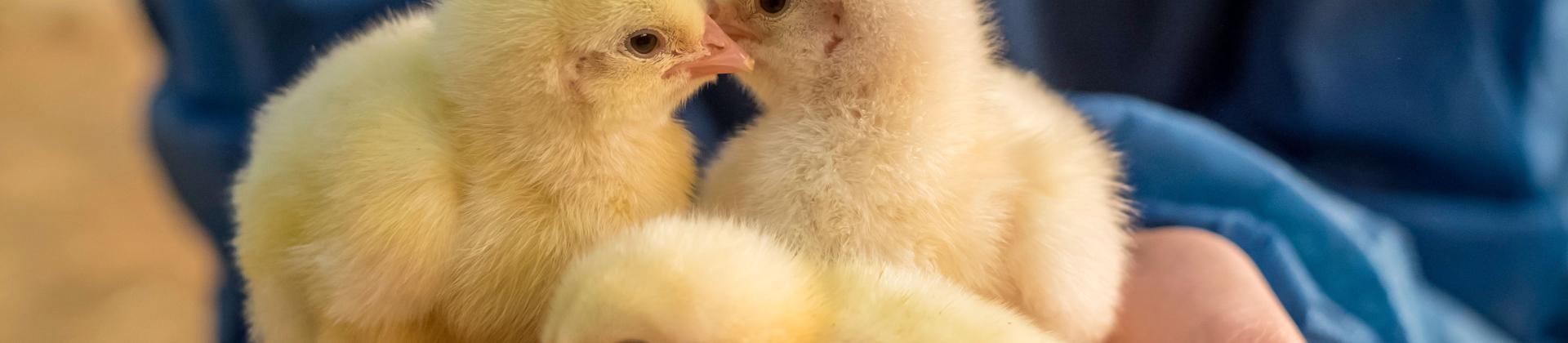 Hipra Animal Health