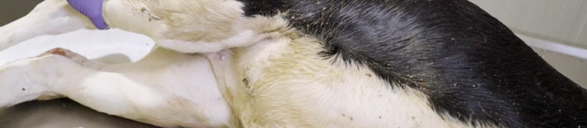 10 Step Post Mortem Technique