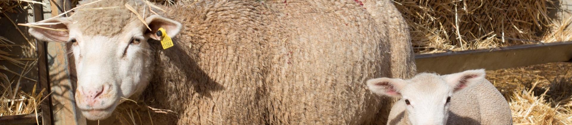 Hiprastats for small ruminants