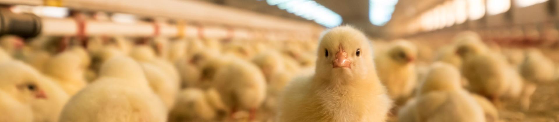 Poultry HIPRA Animal Health