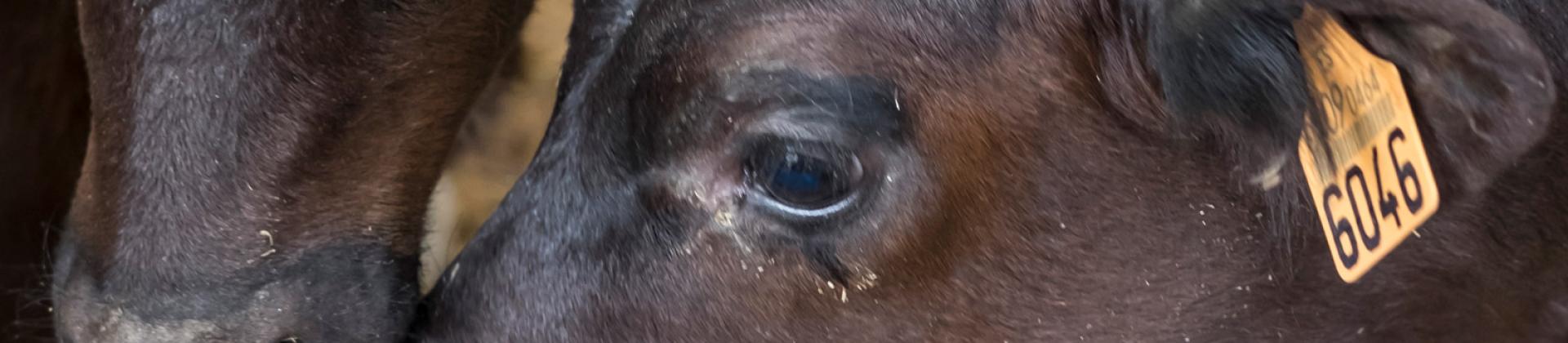 Mycoplasma bovis and BRD