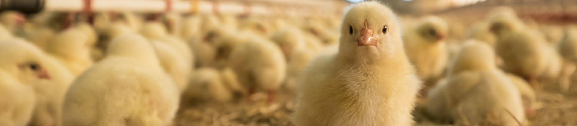 Poultry Animal Health