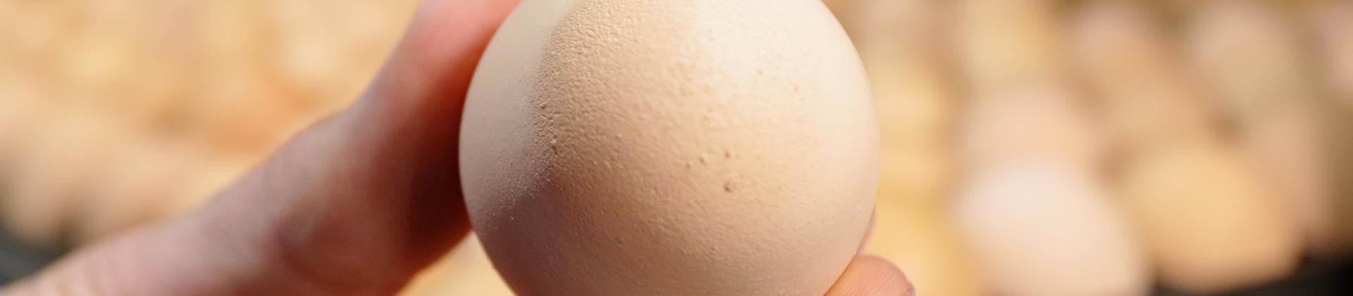 egg_hatchery