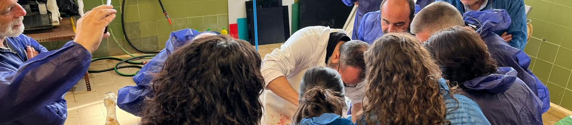 Master HIPRA Ruminants