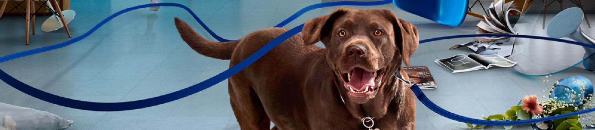 Dog clinic veterinary