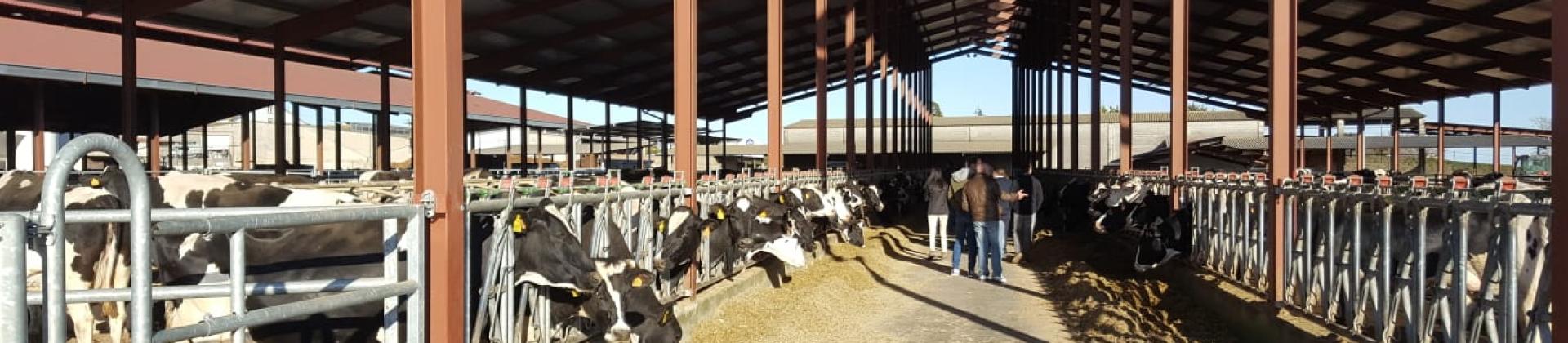 Curso de Experto en Sanidad Bovina (II)